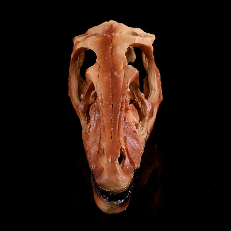 Velociraptor Head Skull Dinosaur StatuesResin Sculpture Craft Dinosaur Skeleton Halloween Gift Teaching Model Handcraft Decor