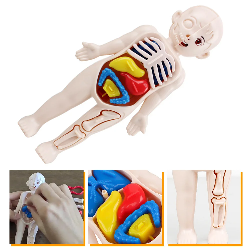 

Popular Organ Models Human Viscera Cognitive Tool Popularity Educational Puzzle Toy Child