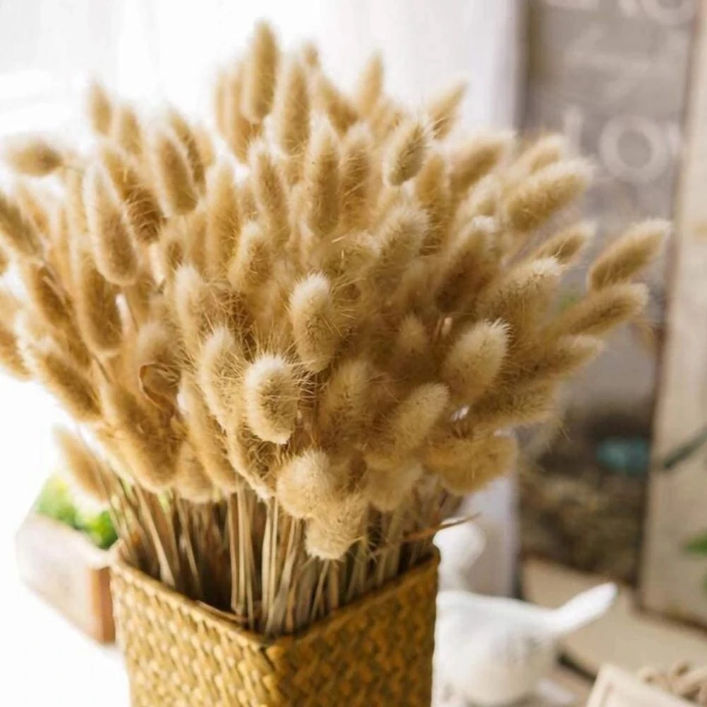 Natural Bunny Tail Grass Boho Fluffy White Pampas Grass Small Reeds Dried Flowers Bouquet Boho Indoor Living Room Decoration