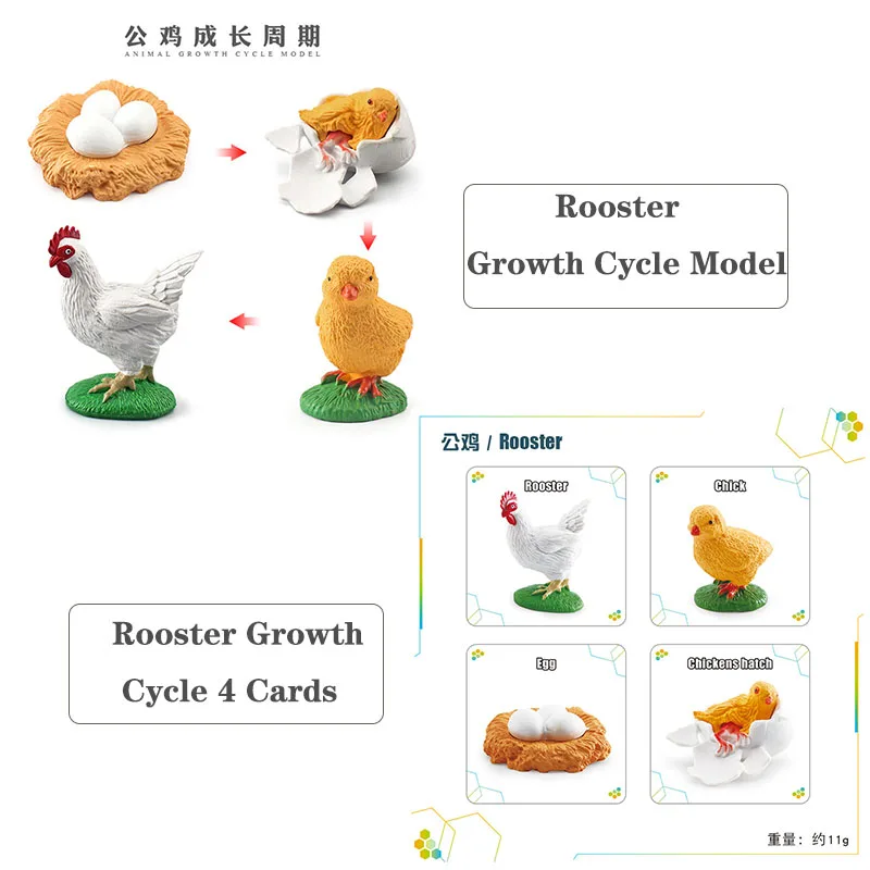 โมเดลการเติบโตของสัตว์ขนาดเล็ก ตัวละครแอคชั่น กบ เต่า ไก่ การ์ดวงจรชีวิตสัตว์ ของเล่นเสริมพัฒนาการเด็ก ของตกแต่ง