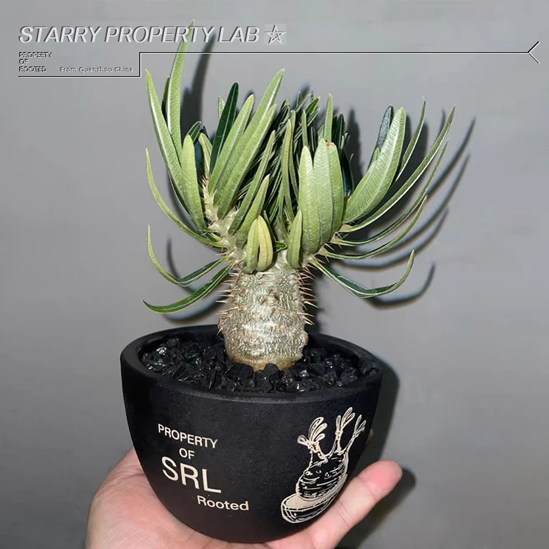 NBHD SRL Hiroshi Fujiwara Ivory Palace Trend Root Plant Agave Turtle Dragon Root Flower Pot Ceramic