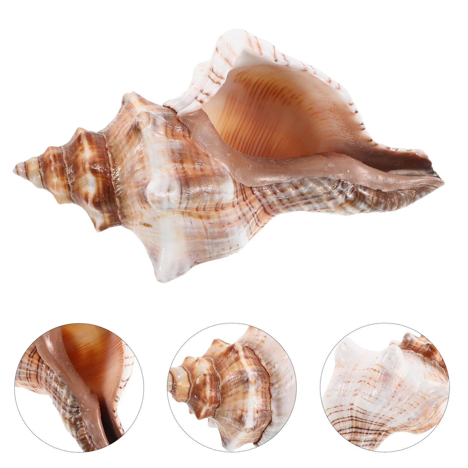 

Conch Pot Nautical Seashell Decor Succulent Planter Flower Office Bonsai Beach Balcony