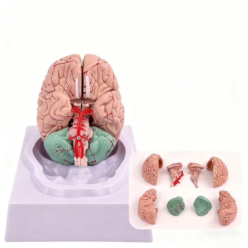 

1:1 Brain Functional Partition Model Brain Medicine, Simulated Brain Cortical Partition Medical Teaching Model