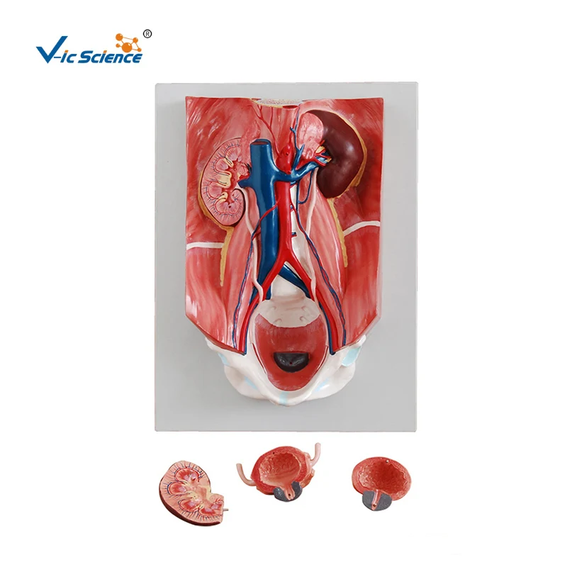 

Advanced PVC Urinary System Teaching Model