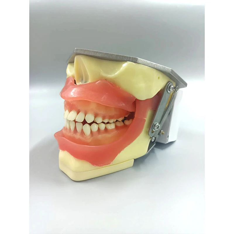 Tooth Extraction Practice Model Anesthesia Tooth Demonstration Dental Model Dental Teaching Aids