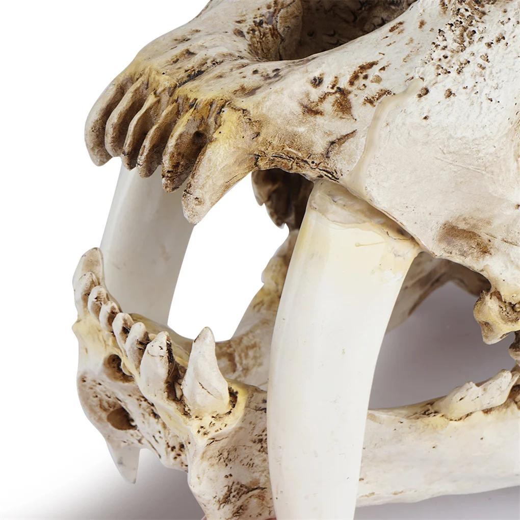 Resin Skull Decor Smilodon Saber Tooth Tiger Craft Figurines Home Bar Desk Gothic Style Teaching Prop for Halloween Party