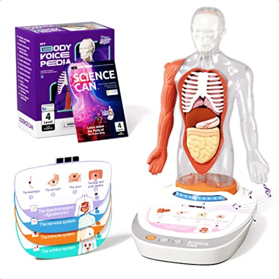 

Science Can Human Body Model for Interactive Human Anatomy Talking Model 11 Inch Realistic Anatomical Assembly Kit 15PCS Remova