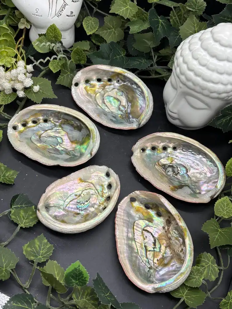Abalone-Hülle – rote Abalone-Hülle – gereinigte Abalone-Hülle, einzigartige Probe für Sammlerstücke und pädagogische Nutzung – Detail 7