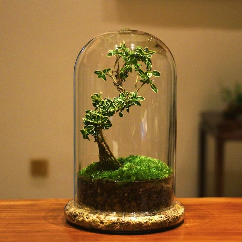 

15*35m Fission Style Glass Dome Vase Home Decoration Creative Transparent Cover DIY Friend Favor Gift Wedding Prop Microscape