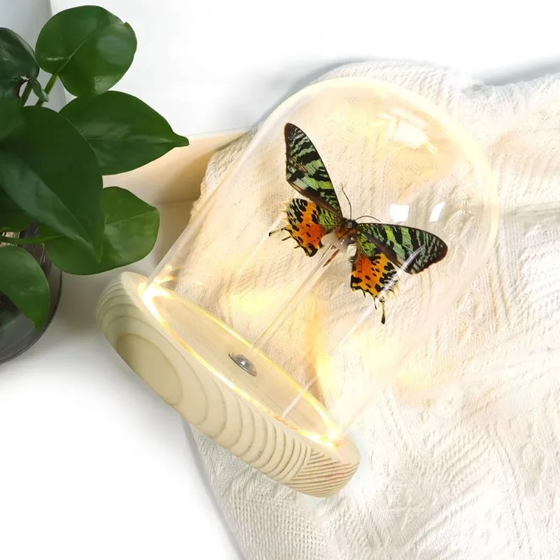Lighting Home Decoration Glass Butterfly Led Light Wholesale Room Festival Decoration Glass Light Dome