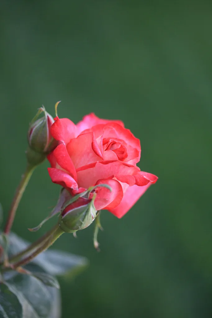 

1 Set 211mm 1/5 buggy Tire Tyre with 24mm Wheel Hex for Arrma 1/5 Kartun 8S Outcast 8S for Trxs 1/5 X-MAXX RC Car