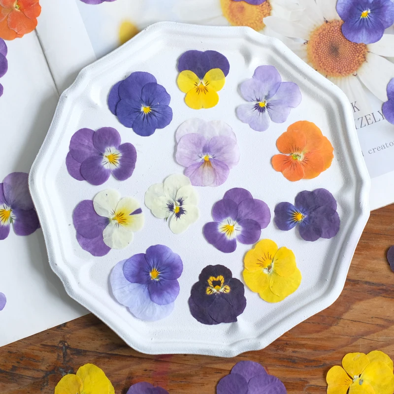 Nature Pansy Epoxy Plowers DIY حافظة الهاتف المحمول المرجعية بطاقة المعايدة ، زهرة مجففة تنقش بالتنقيط الغراء مجوهرات ، ماكياج البتلة ، 12 قطعة