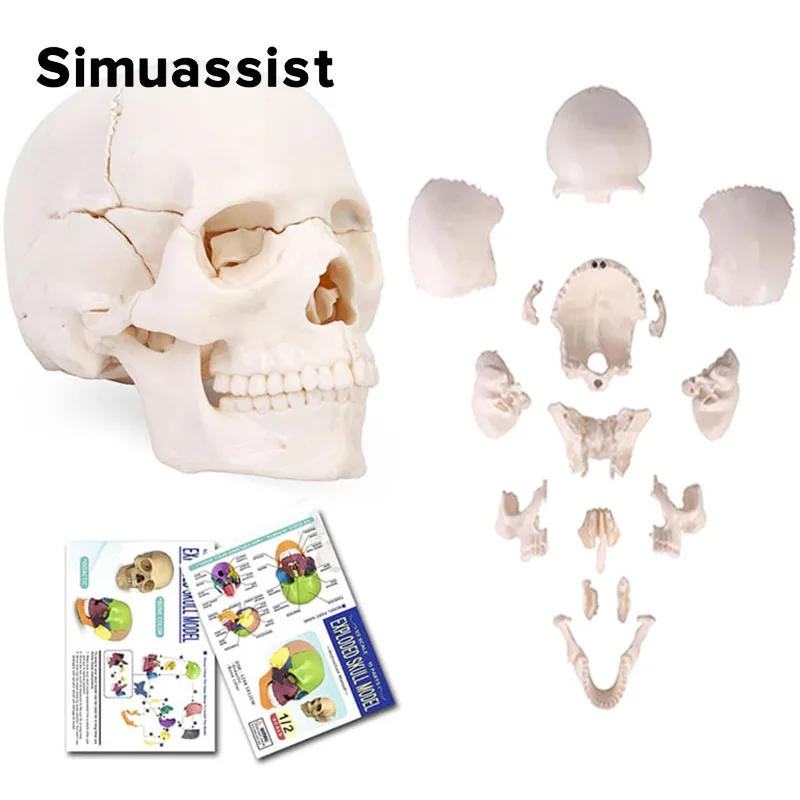 15PCS/SET 4D Disassembled White Mini Skull Anatomy Model Human Anatomy Detachable Skull Puzzle Medical Teaching Tool