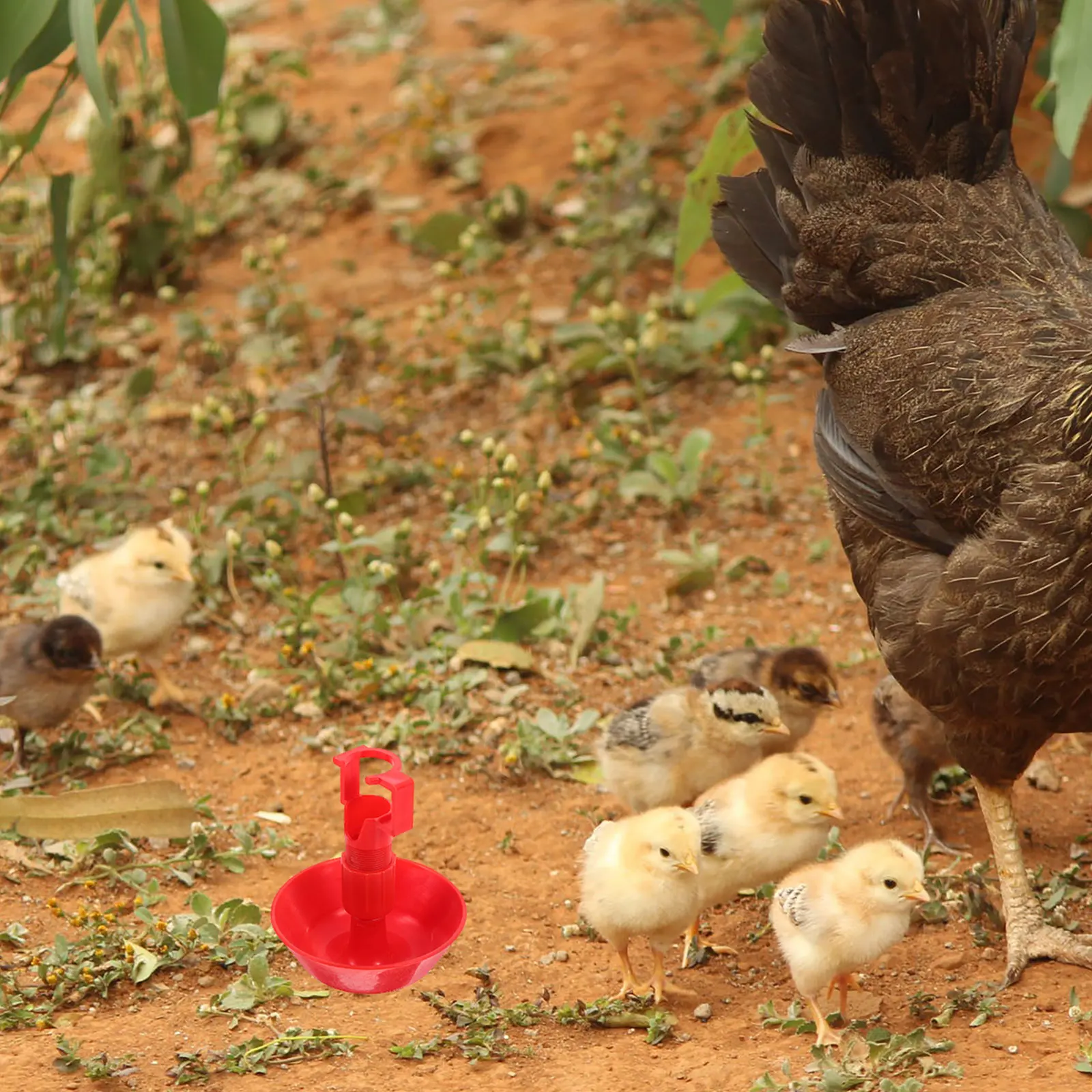 

10pcs 10 Automatic Chick Waterer Durable Plastic Adjustable Flow Easy Clean Hens Chicken Drinking System Poultry Feeder Cups