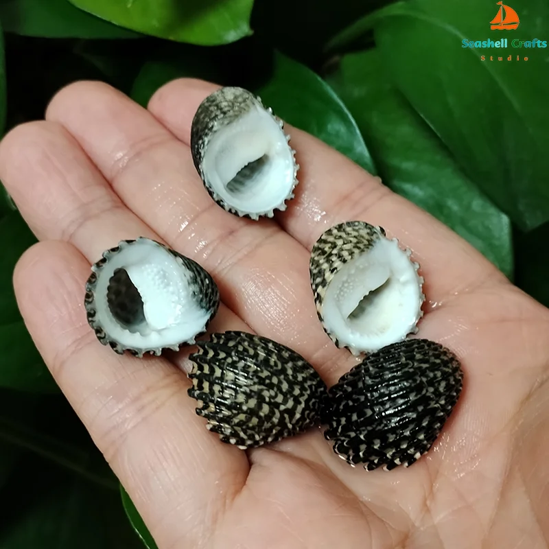 5 PCS Mini Black Shells Natural Nerita Exuvia Seashell For Specimen DIY Aquarium Landscape Ocean Nautical Home Decor (2cm-2.5cm)