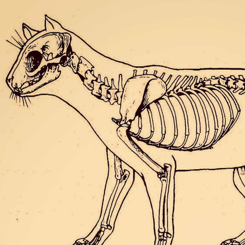 XIANGY Wandbild Hund Anatomie – Muskeln & Organe – Poster 50x70 Cm, Ungerahmt – Für Klinik & Praxis