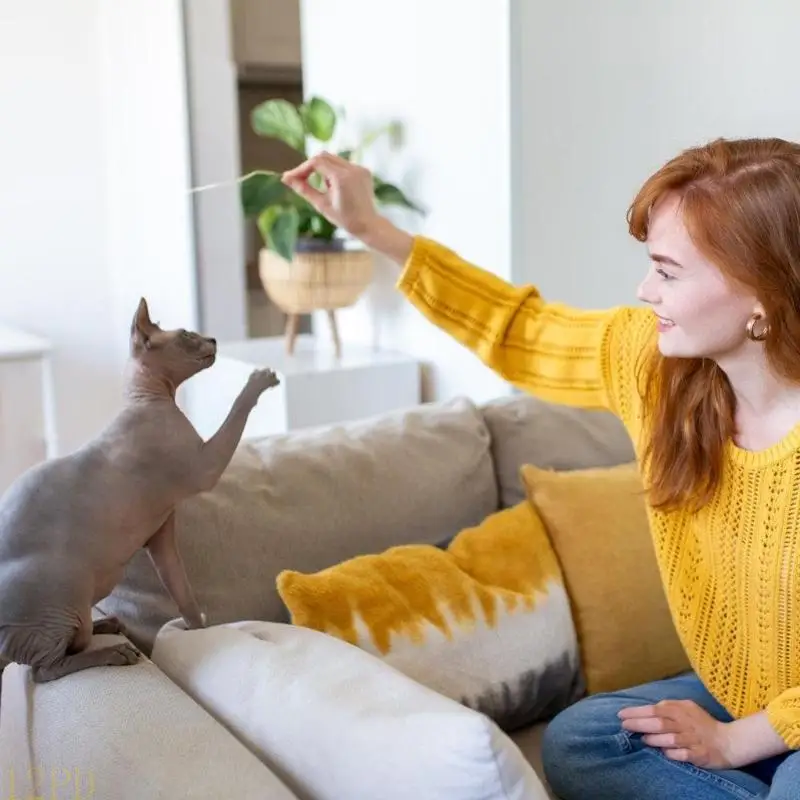 12PD Cats Den Hideaways For Mental Stimulation Anxiety Reduction And Playful Activity