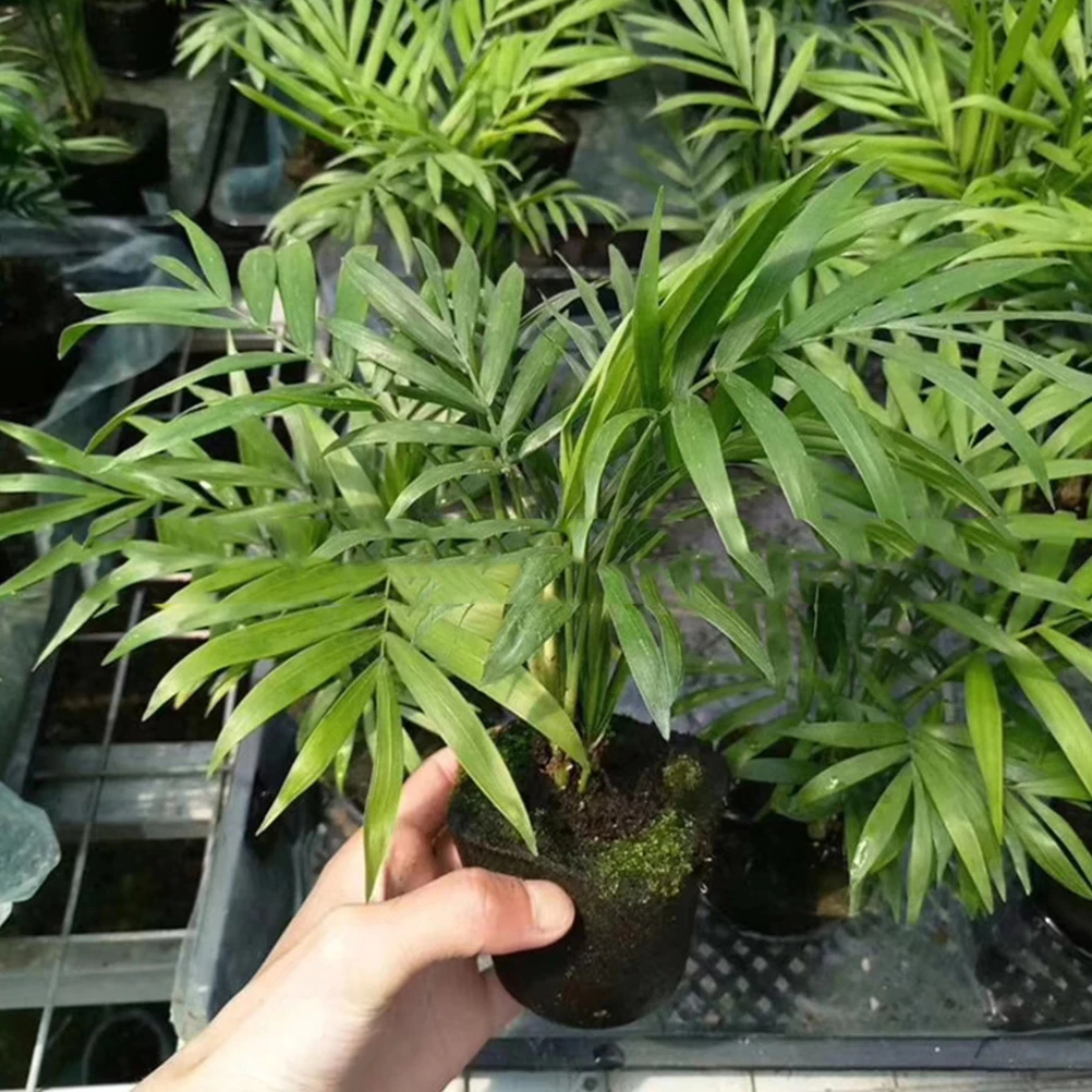 

20Pcs Plant Nursery Blocks Nutrient Soil Block High Water Retention Soilless Cultivation for Garden Hydroponic Growing