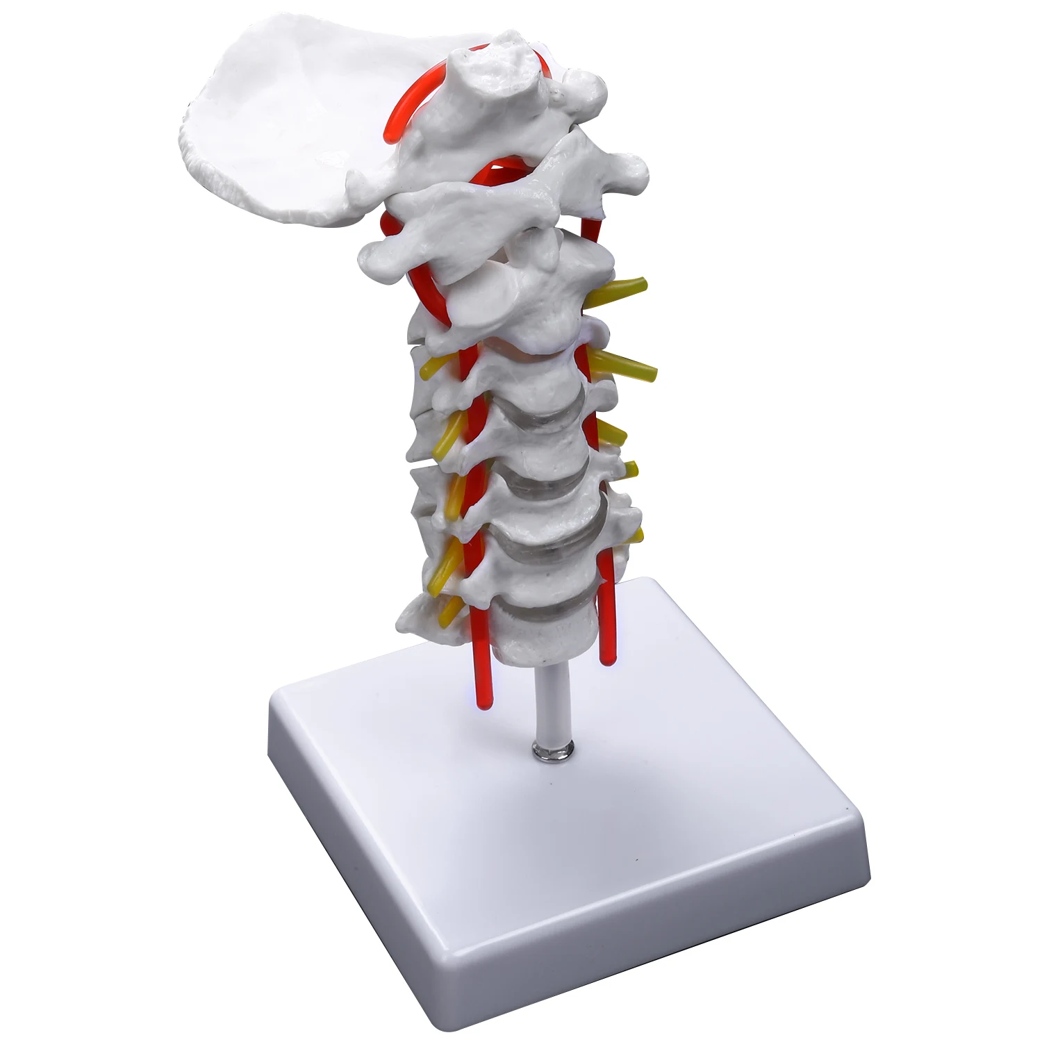 A43T Cervical Vertebra Arteria Spine Spinal Nerves Anatomical Model Anatomy for Science Classroom Study Display Teaching Model