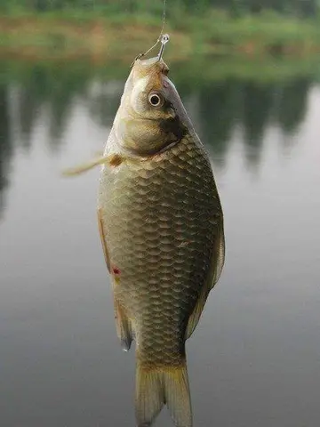 Fishing Hooks Set 100Pcs Box 10 Series High Carbon Steel Single Circle Fishing Hook Fly Fishing Jip Barbed Carp Hooks