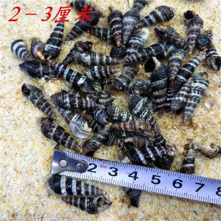 Small Nail Screw Conch , 2-3cm,Black Tower Tip Conch, Drift Bottle, Photo Deck, Fish Tank, Wedding Celebration Decoration