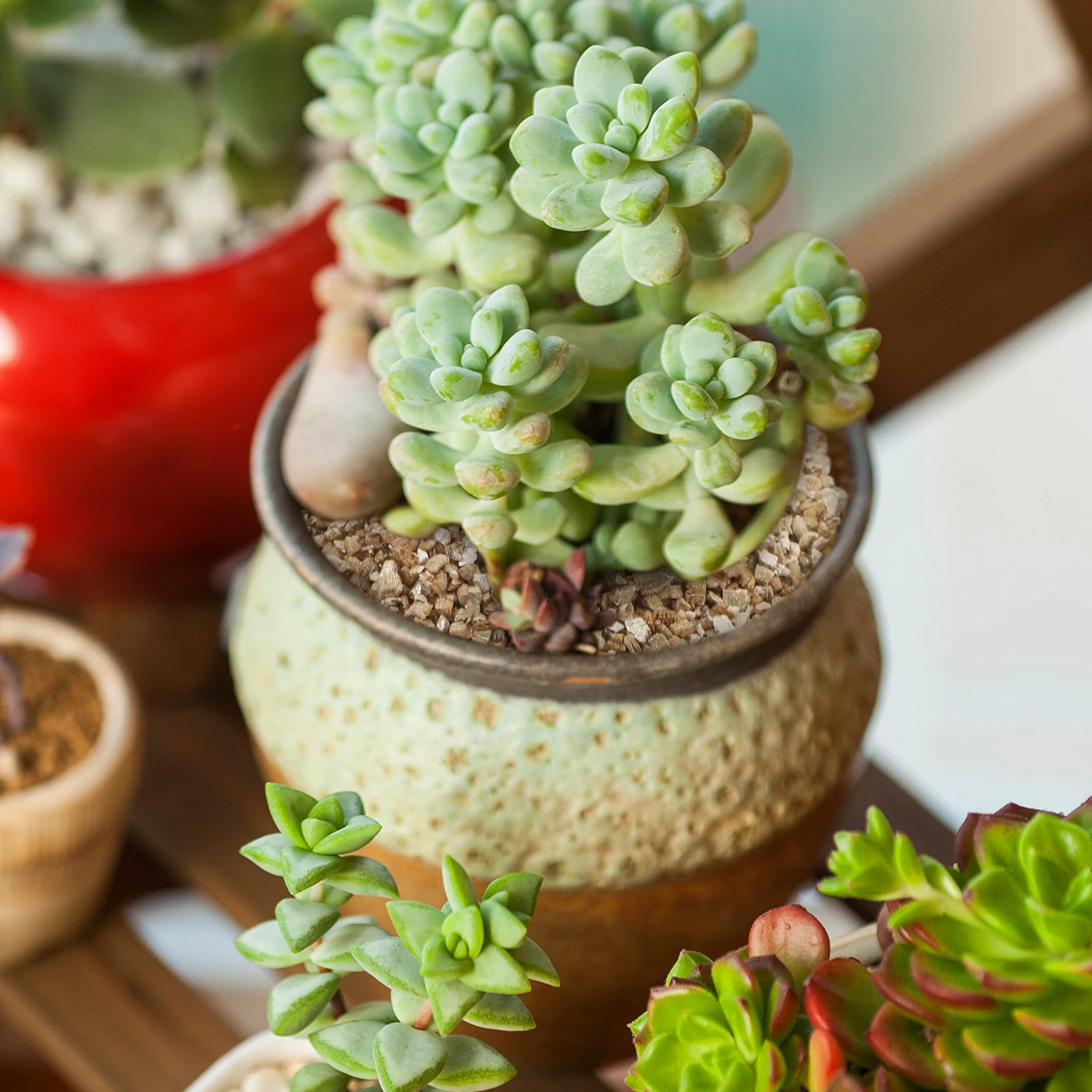 

3L Fine Vermiculite For Gardening Mushroom Growing Substrate Plants Germination Medium Water Retention Granules Soil Additive