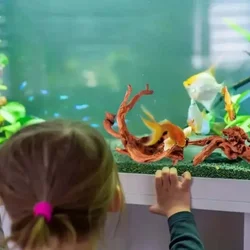 Tronco de árbol natural para acuario pequeño - decoración ecológica