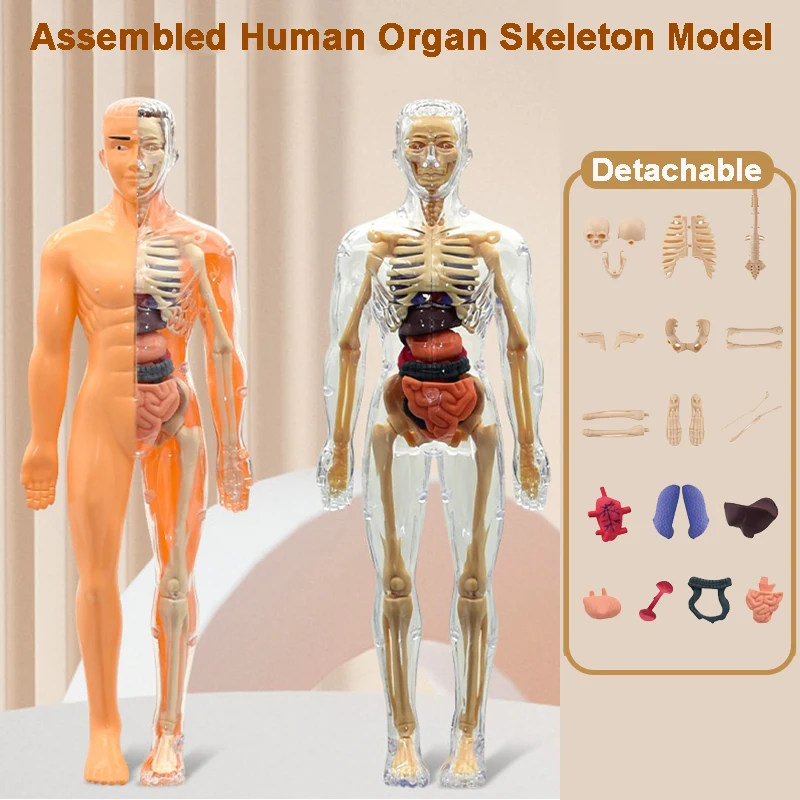3D Human Body Anatomy Model Two Kinds Science Early Learning Kids Educational Toy Children Plastic DIY Skeleton Toy Student Gift