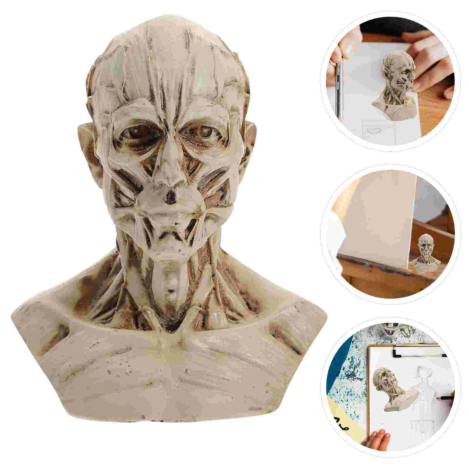 Sketch Statue Skull Head Muscle Decor Models Drawing The Mannequin Craft Human Anatomy