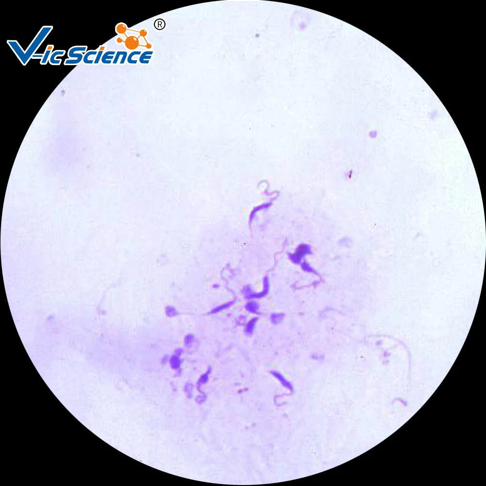 100pcs Parasitology Prepared Slides