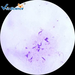 100pcs Parasitology Prepared Slides