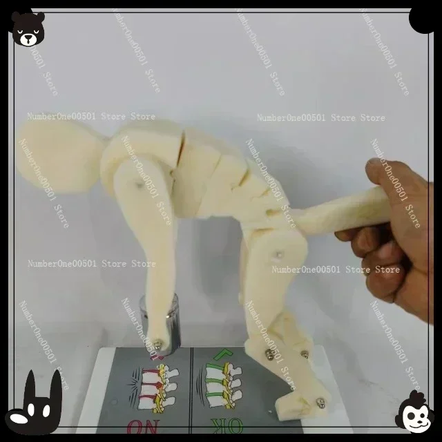 

Human body bending, weightlifting, spinal stress demonstration model, fitness weight, correct posture demonstration