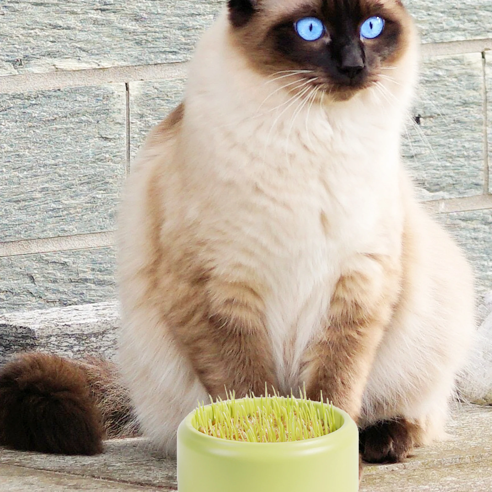 

Cat Grass Planting Box Plastic Material Durable Soilless Hydroponic Catnip Plant Pot Home Use Catnip Soilless Planting Box