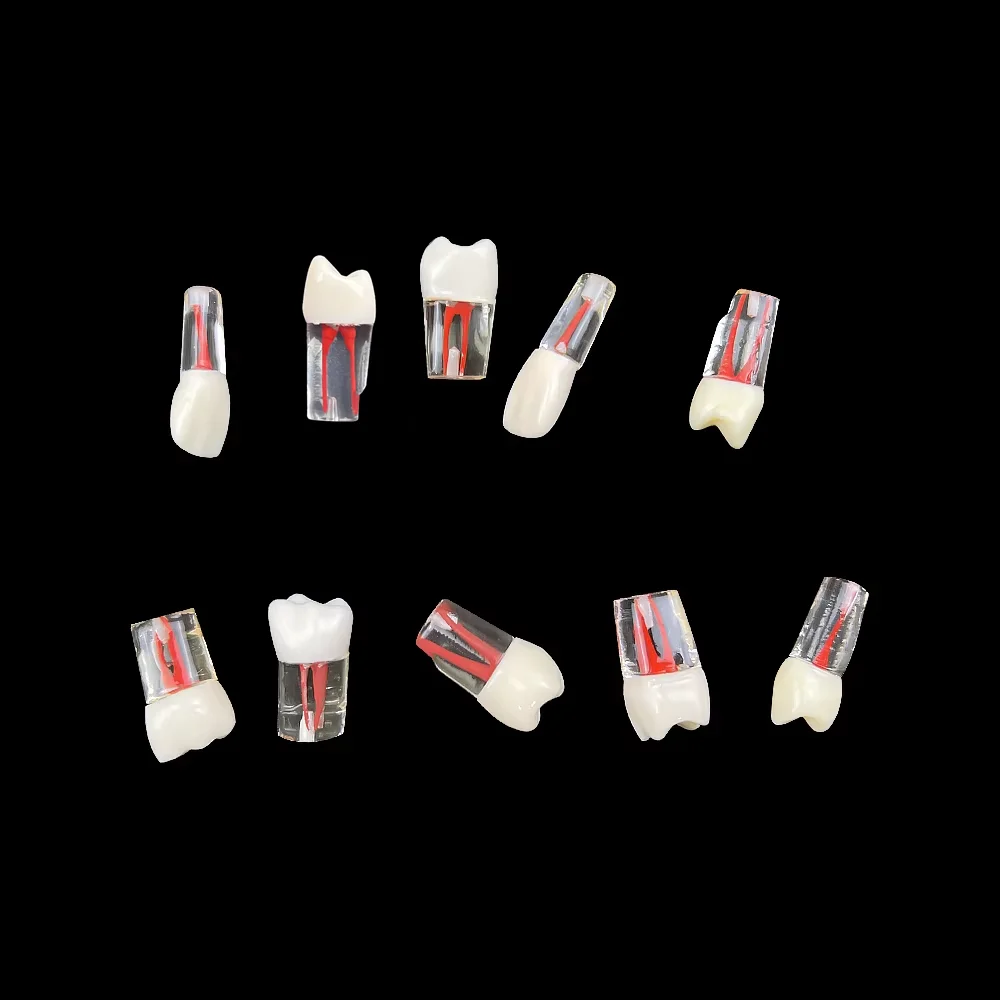 1Pcs Youya Dental Endodontic Teeth Root Canal Training Model Simulation Dentistry RCT Practice Pulp Cavity Teaching Study Model