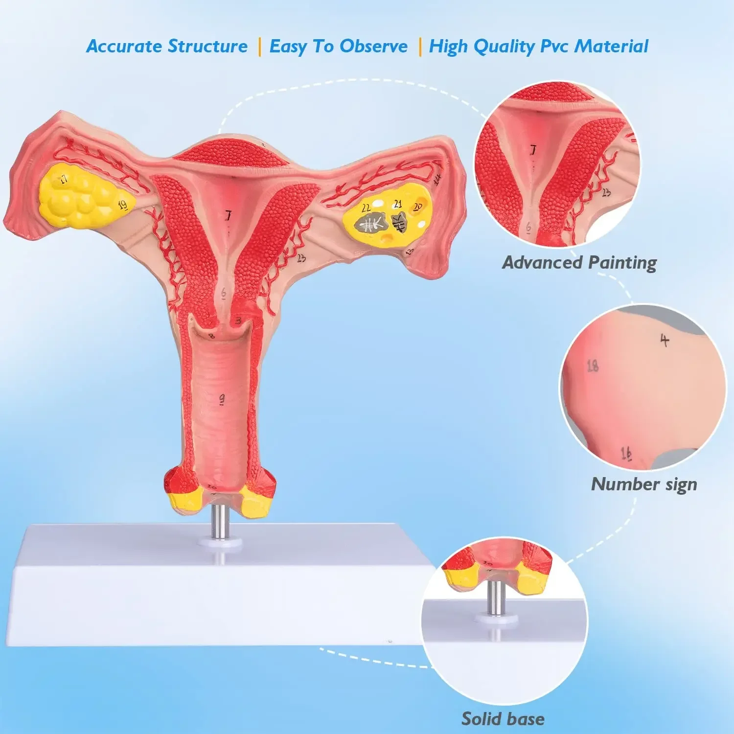 Human Uterus and Ovary Model Reproductive Organ Model Life Size Human Anatomy Model Teaching Tools