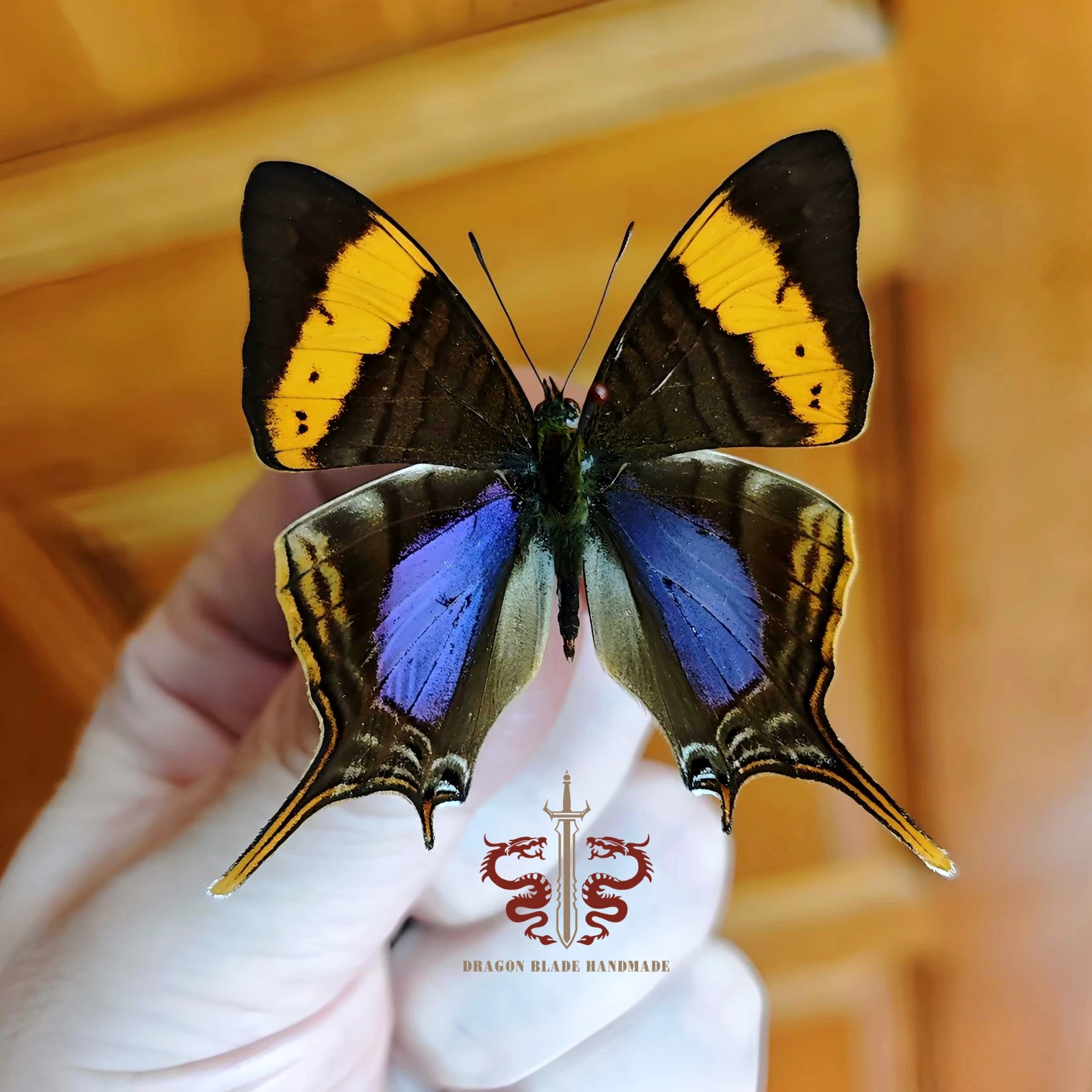 Butterfly specimen Marpesia corinna, 1pc wings spread A1/A- high quality, Decorative Display Collection Gifts