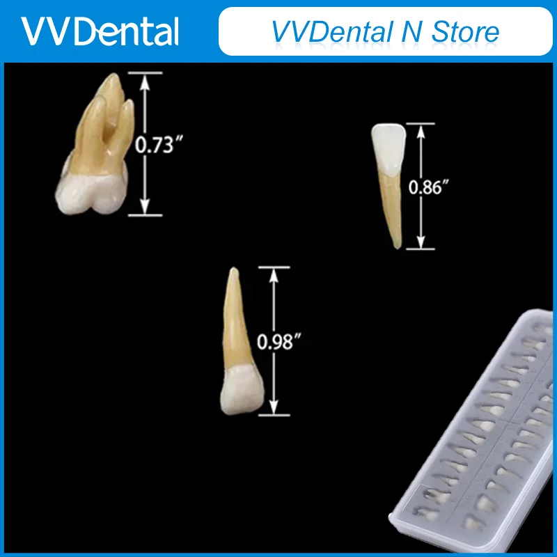 

VV Dental 28Pcs 1:1 Permanent Teeth Demonstration Teaching Model, Implant Teaching Model, Dental Materials