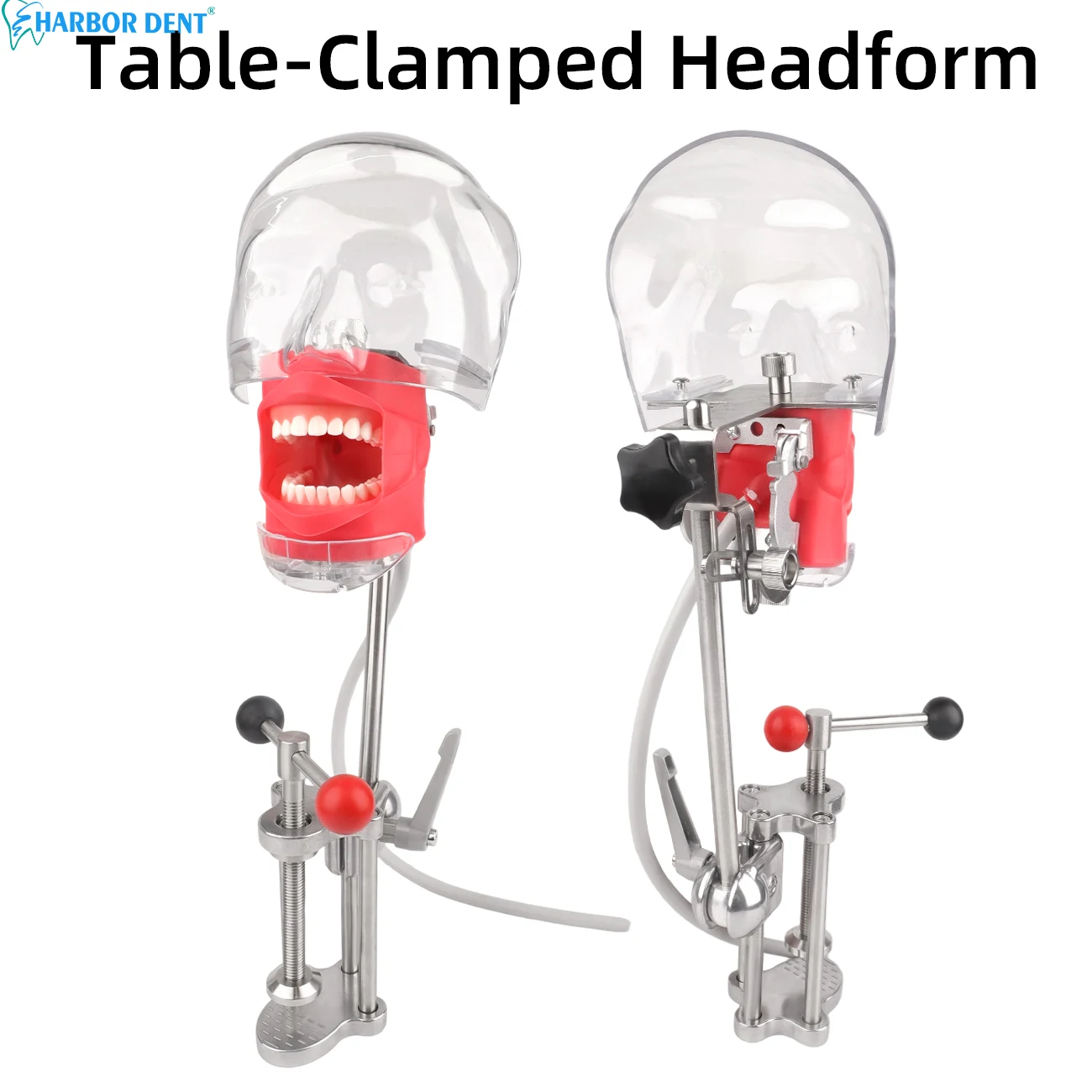 

Head Model Dental Simulator Manikin Phantom Surgical Dental Phantom Teeth Model For Studying Dentist Practice Dentistry Teaching