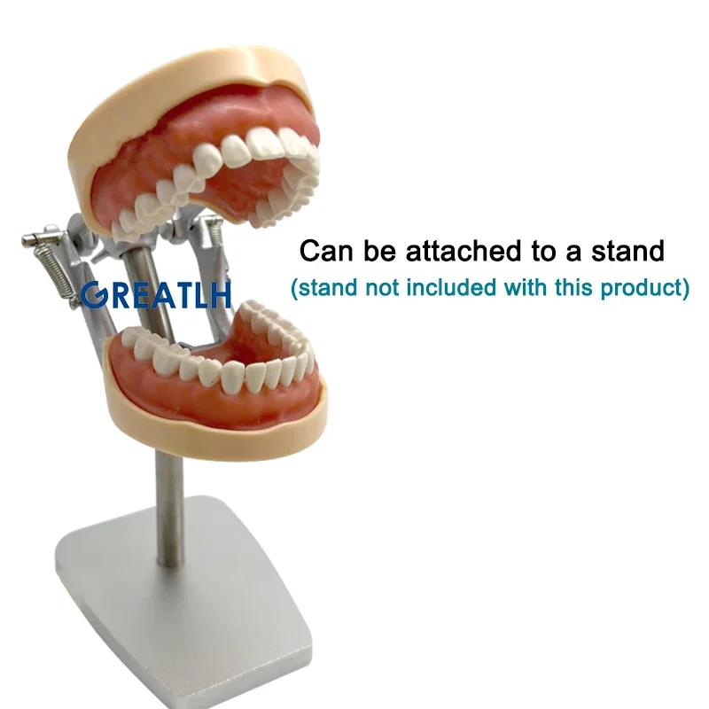 GREATLH-modelo de dientes extraíble para práctica Dental, instrumento de formación para estudiar odontología, 32 dientes