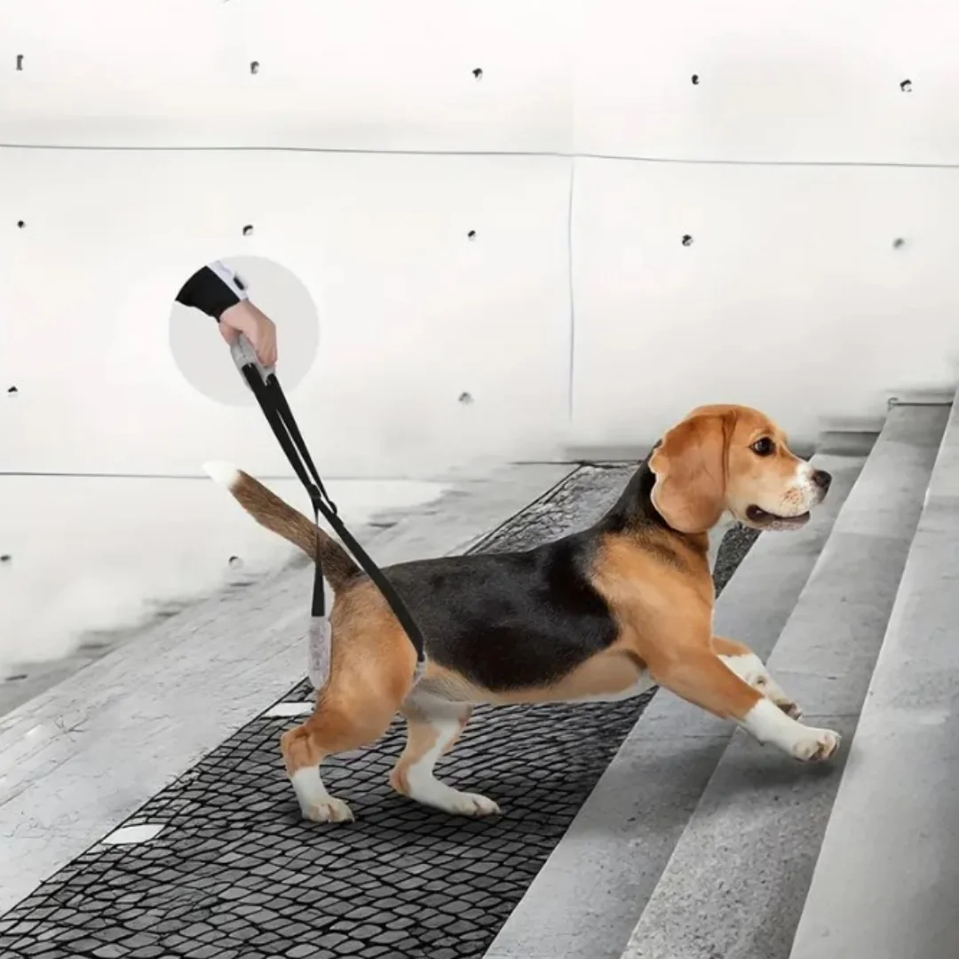 

Dog auxiliary belt for elderly dogs' hind leg care, pet traction belt for hind leg disability and injury auxiliary belt