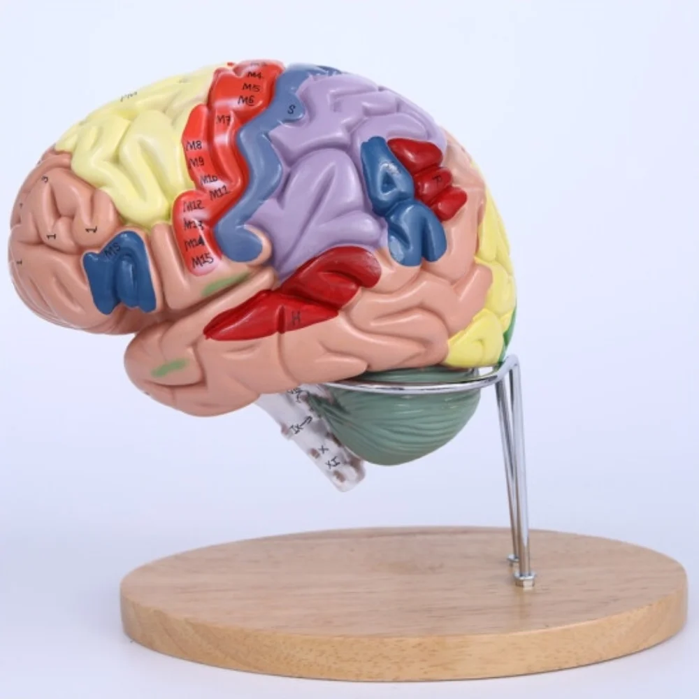 

New high quality 2 × magnification luxury brain model brain anatomy model