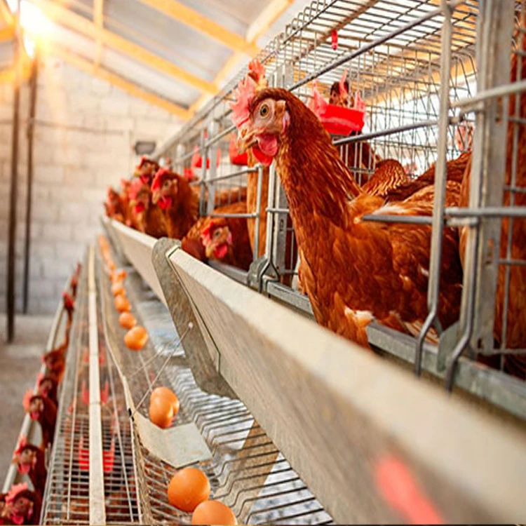 

New Hot Sale Automatic Chicken House Egg Laying Nest Box Poultry Layer Cages Equipment Hot Dip Galvanized Steel ISO9001