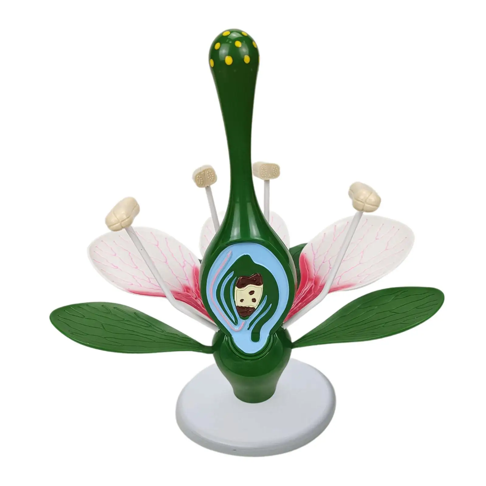 Dicot Flower Model Desktop Decor Classroom Supplies Lightweight Sturdy Teaching