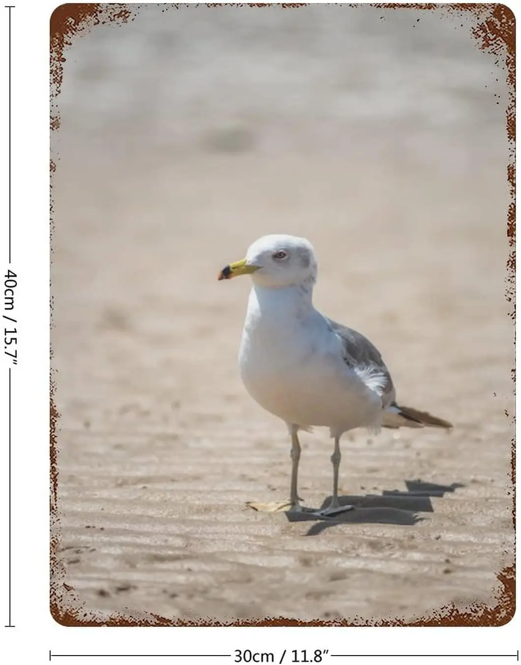 Seagulls on beach beach, retro funny herring gull metal sign poster, decor home bedroom living room kitchen dining room