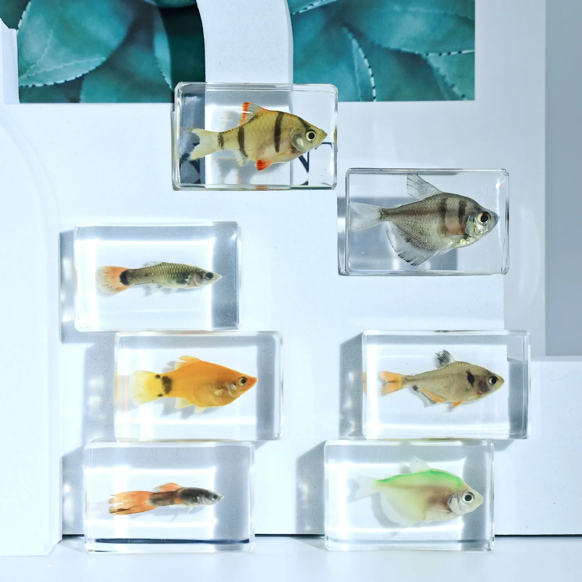 Kindergarten Teaching Marine Animals Real Fish Resin Specimen Fish Tortoise Crab Amber Ornaments Home Accessories Decor