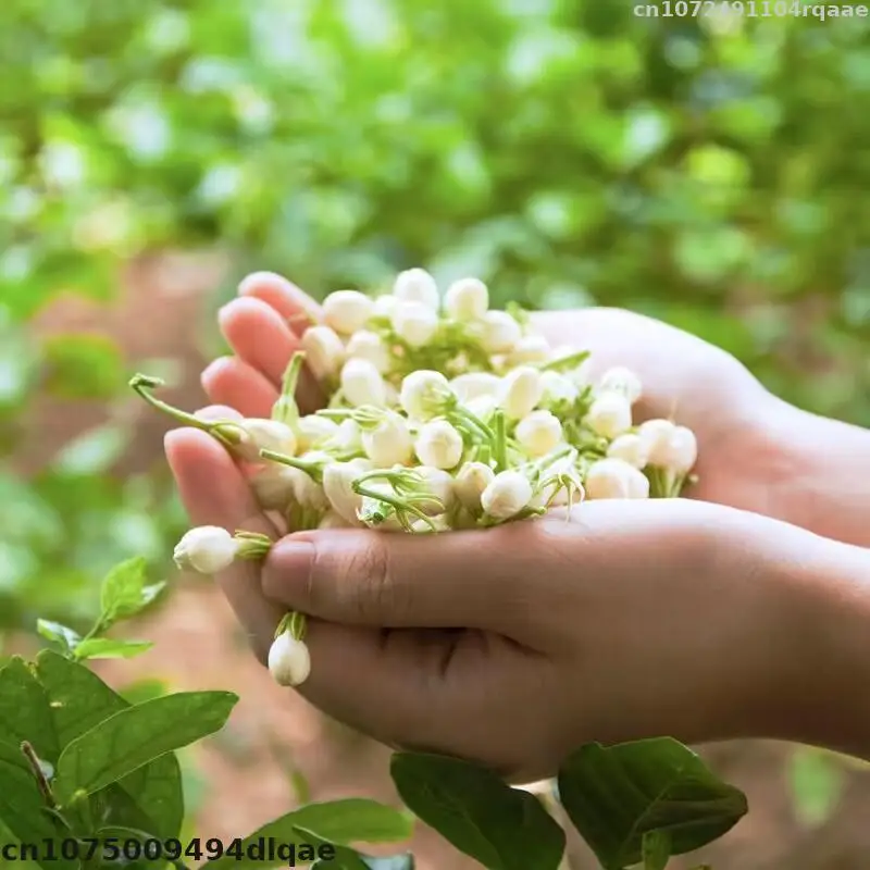 Natural High-quality Jasmine Dried Flowers Are Used For Handicraft Decoration Candles To Make Bath Whitening Essence Soap