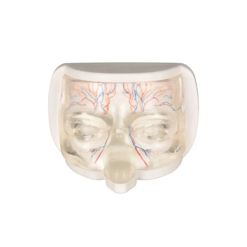 Clear Upper Facial Injection & Thread Lifting Training Model with Simulated Blood Vessels