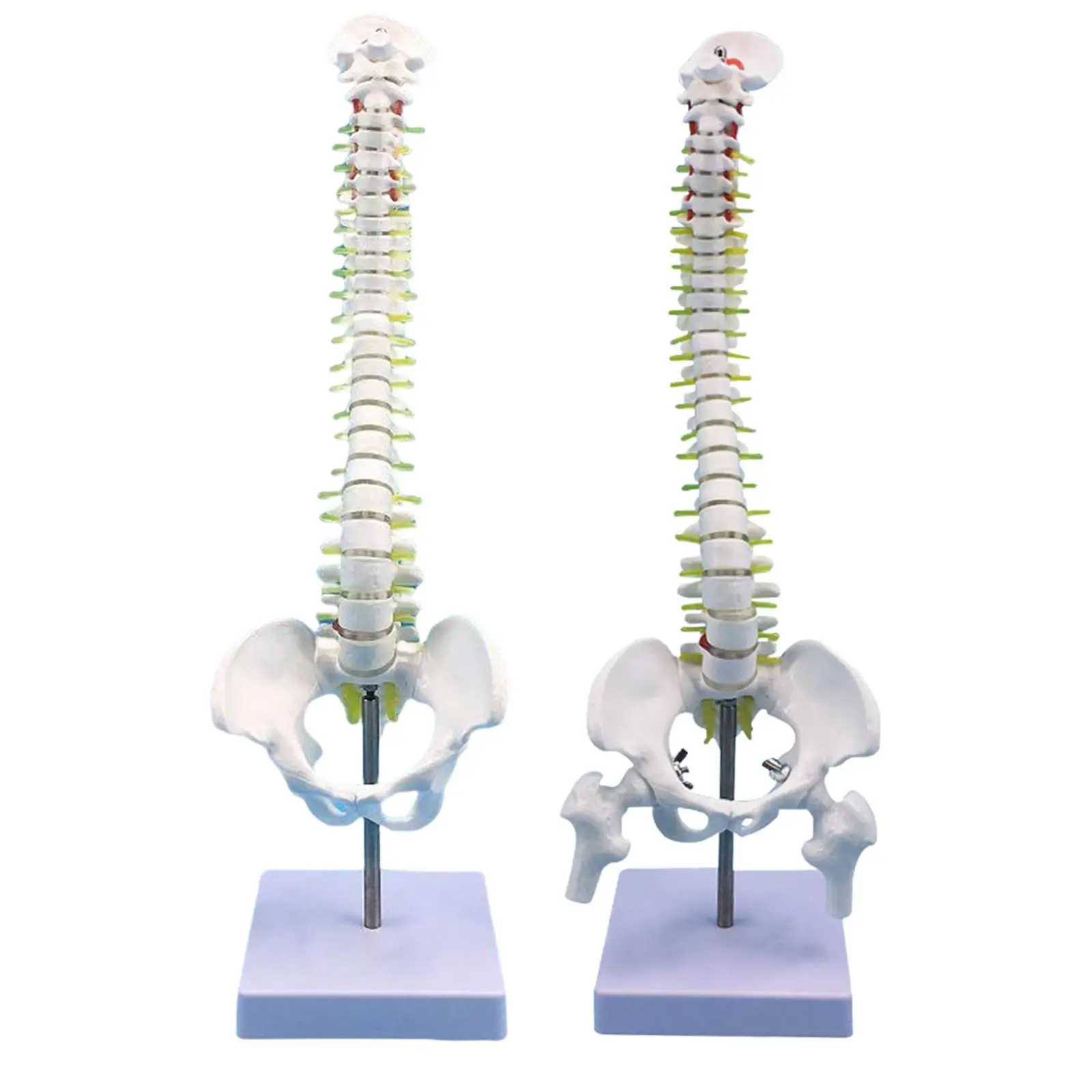 

Human Spine Model with Stand 17.7inch for Learning Education Tool Teaching