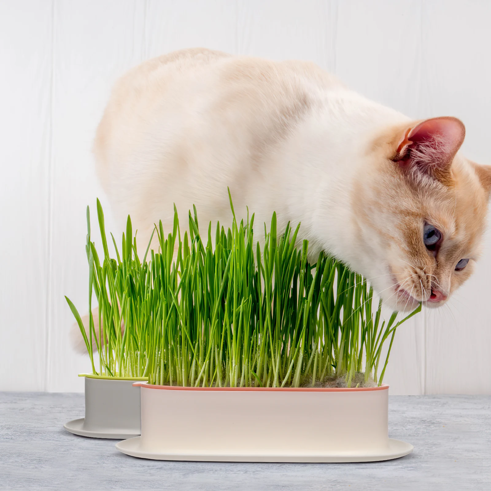 

3pcs Household Cat Grass Planter Practical Cat Grass Box Creative Soilless Hydroponic Planting Box For Home Pet Durable Light
