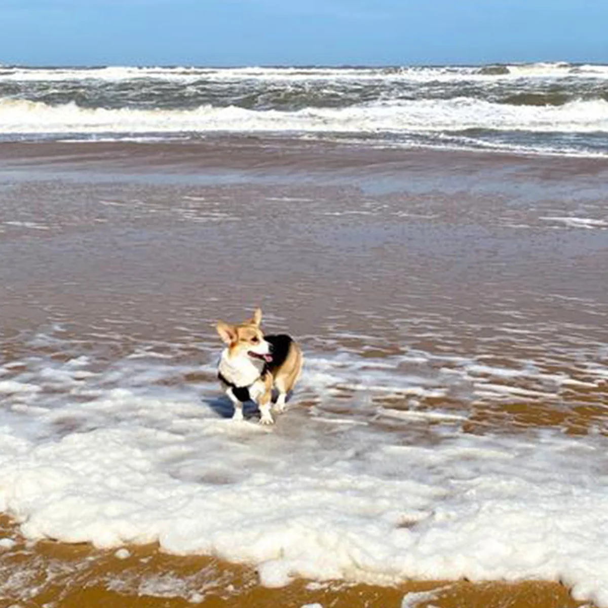 

Dog Training Collar with Remote 2600ft Range, Dog Bark Collar IPX7 Waterproof Rechargeable E-Collar for Small Medium Large Dogs